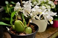 Vaso com flores brancas da OrquÃÂ­dea Coelogyne cristata Royalty Free Stock Photo