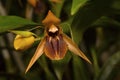 Coelogyne fimbriata, Orchid. Durgapur village