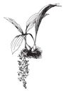 Coelogyne Massangeana vintage illustration