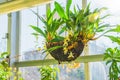 Coelogyne orchid in a hanging coconut pot, in the greenhouse of a subtropical garden Royalty Free Stock Photo