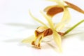 Coelogyne trinervis orchid