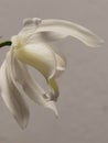 Coelogyne, wonderful blooming of a white orchid, flower imaged on a background of white wall Royalty Free Stock Photo