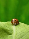 Coelophora inaequalis, variable ladybug, lady beetle Royalty Free Stock Photo