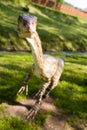 Coelophysis bauri Royalty Free Stock Photo