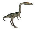 Coelophysis dinosaur - 3D render Royalty Free Stock Photo
