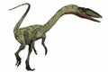 Coelophysis on White Royalty Free Stock Photo