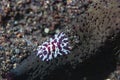 Benthic ctenophore Coeloplana astericola