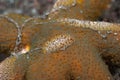 Benthic Comb jelly Coeloplana sp.