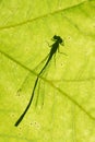 Shadow of a Coenagrion sitting on a sycamore leaf