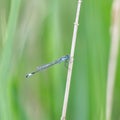 Azure Damselfly / Coenagrion puella Royalty Free Stock Photo