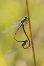 Coenagrionidae mating Royalty Free Stock Photo