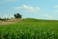 Cornfield with sky Royalty Free Stock Photo