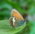 Coenonympha arcania Royalty Free Stock Photo
