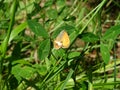 Coenonympha arcania, the  pearly heath butterfly. Royalty Free Stock Photo