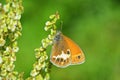 Coenonympha arcania , The pearly heath butterfly on flower , butterflies of Iran Royalty Free Stock Photo