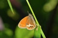 Coenonympha arcania , The pearly heath butterfly Royalty Free Stock Photo