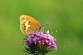 Coenonympha arcania , The pearly heath butterfly on pink flower , butterflies of Iran Royalty Free Stock Photo
