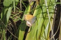 Coenonympha arcania, the pearly heath, is a butterfly species belonging to the family Nymphalidae Royalty Free Stock Photo