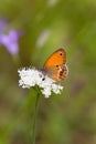 Coenonympha corinna elbana butterfly seen at butterfly sanctuary trail santuario delle farfalle, Elba