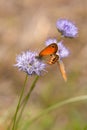 Coenonympha corinna elbana butterfly seen on sheep`s-bit blossom at butterfly sanctuary trail santuario delle farfalle, Elba