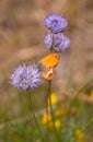 Coenonympha corinna elbana butterfly seen on sheep`s-bit blossom at butterfly sanctuary trail santuario delle farfalle, Elba