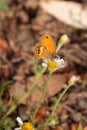 Coenonympha corinna elbana Elban heath butterfly seen on butterfly sanctuary trail santuario delle farfalle, Elba island Italy