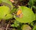 Coenonympha corinna elbana Elban Heath butterfly seen on butterfly sanctuary trail santuario delle farfalle, Elba island Italy