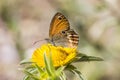 Coenonympha elbana (Coenonympha corinna) Elban heath butterfly from Elba, Italy