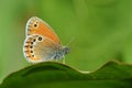Coenonympha leander , Russian heath butterfly , butterflies of Iran Royalty Free Stock Photo