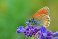 Coenonympha leander , Russian heath butterfly on blue flower , butterflies of Iran