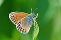 Coenonympha leander , Russian heath butterfly Royalty Free Stock Photo