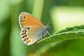 Coenonympha leander , Russian heath butterfly