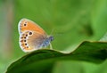 Coenonympha leander , Russian heath butterfly