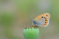 Coenonympha leander Russian heath butterfly on poppy capsule Royalty Free Stock Photo