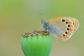 Coenonympha leander , Russian heath butterfly on poppy capsule