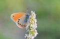Coenonympha leander , Russian heath butterfly Royalty Free Stock Photo