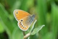 Coenonympha leander , Russian heath butterfly