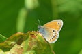 Coenonympha leander , Russian heath butterfly