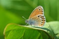 Coenonympha leander , Russian heath butterfly