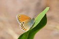 Coenonympha leander , Russian heath butterfly Royalty Free Stock Photo