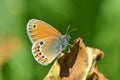 Coenonympha leander , Russian heath butterfly