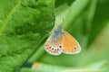 Coenonympha leander , Russian heath butterfly