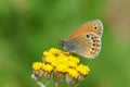 Coenonympha leander , Russian heath butterfly on yellow flower , butterflies of Iran