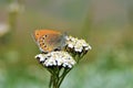 Coenonympha leander , Russian heath butterfly on white flower Royalty Free Stock Photo