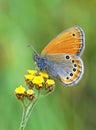 Coenonympha leander , Russian heath butterfly on yellow flower , butterflies of Iran Royalty Free Stock Photo