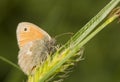 Coenonympha pamphilus Royalty Free Stock Photo