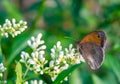 coenonympha pamphilus butterfly on a flower Royalty Free Stock Photo