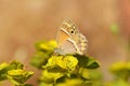 Coenonympha saadi , Persian heath butterfly on flower