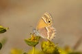 Coenonympha saadi , Persian heath butterfly on flower