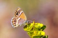 Coenonympha saadi , Persian heath butterfly on flower Royalty Free Stock Photo